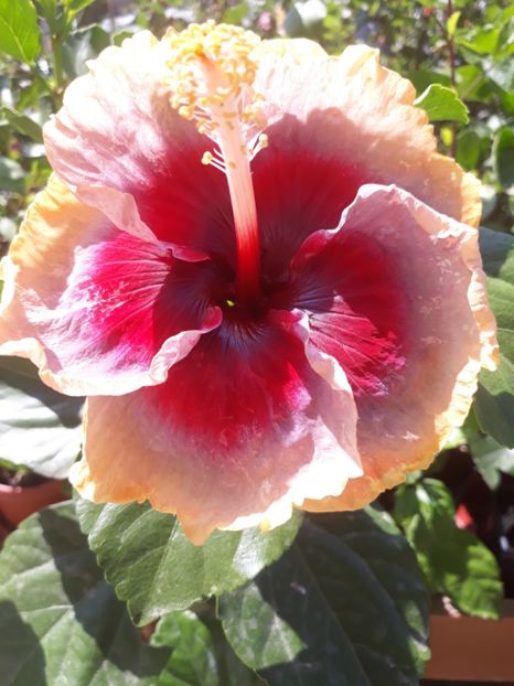  - DP s Lucky in Summer