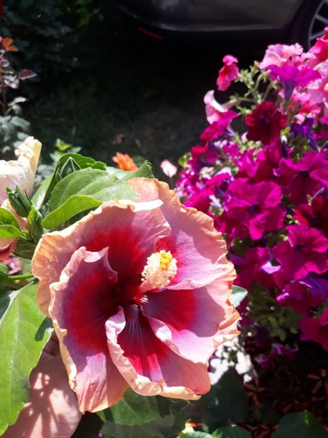  - DP s Lucky in Summer