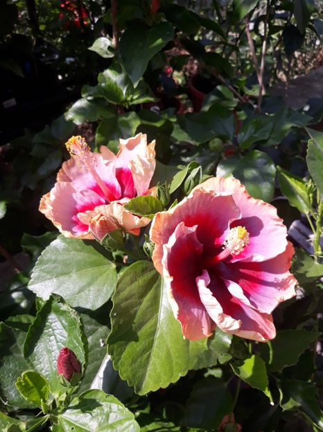  - DP s Lucky in Summer