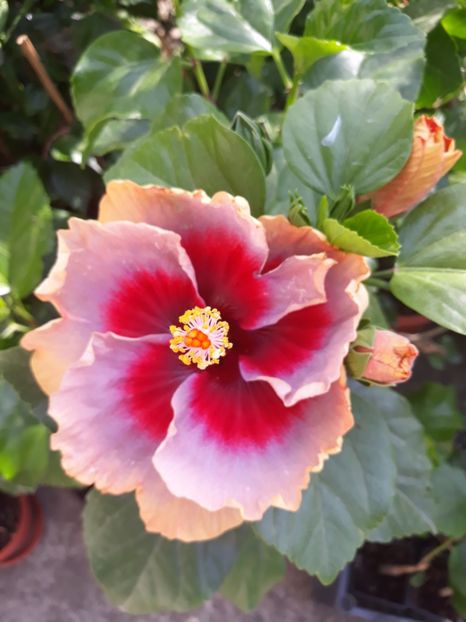  - DP s Lucky in Summer