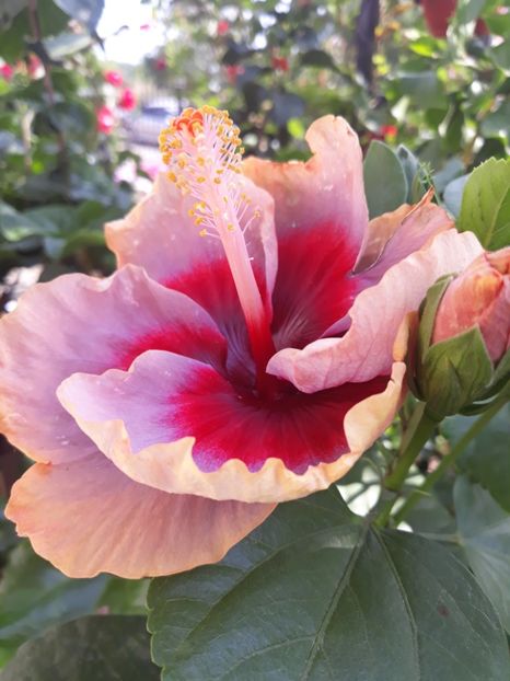  - DP s Lucky in Summer