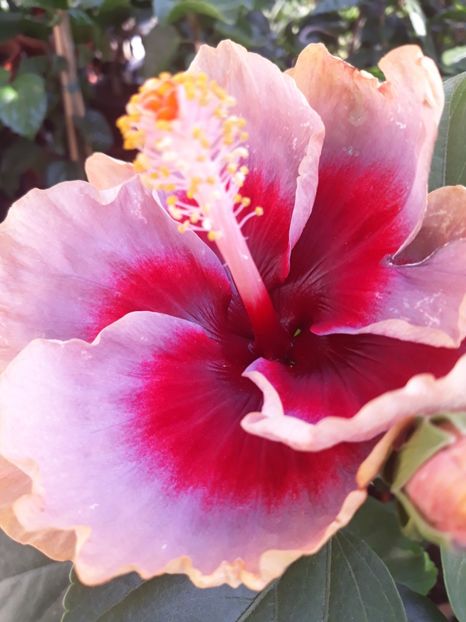  - DP s Lucky in Summer