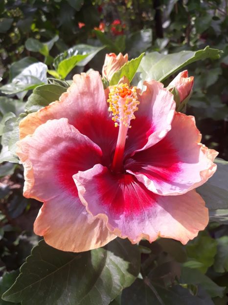  - DP s Lucky in Summer