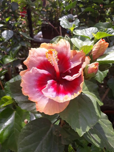  - DP s Lucky in Summer