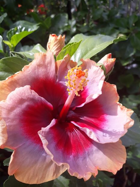  - DP s Lucky in Summer