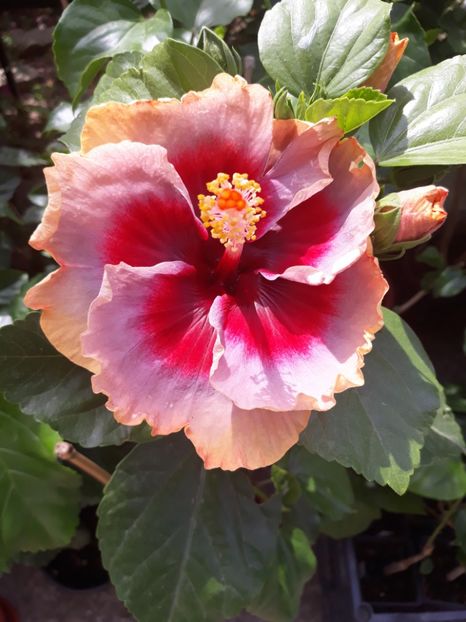  - DP s Lucky in Summer
