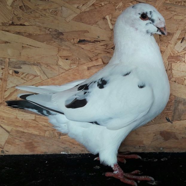  - 3---AGH DAȚI 2019 - 2025