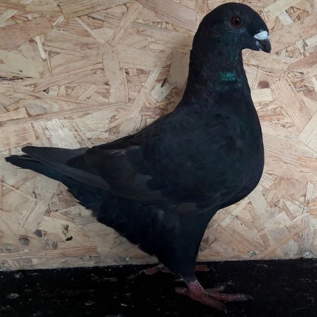  - 3---AGH DAȚI 2019 - 2025