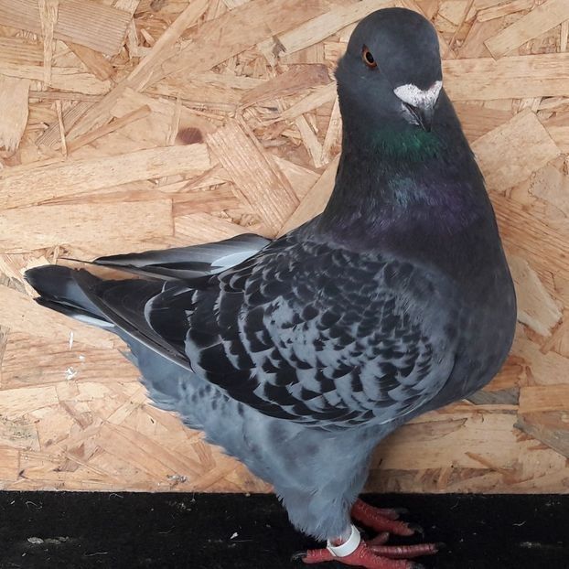  - 3---AGH DAȚI 2019 - 2025