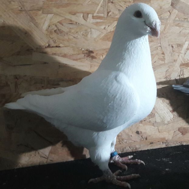  - 3---AGH DAȚI 2019 - 2025