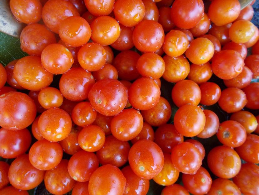  - SEMINTE ROSII - T 387 - 100 and 1000 - curgatoare