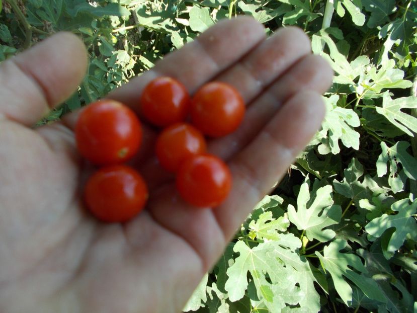  - SEMINTE ROSII - T 387 - 100 and 1000 - curgatoare