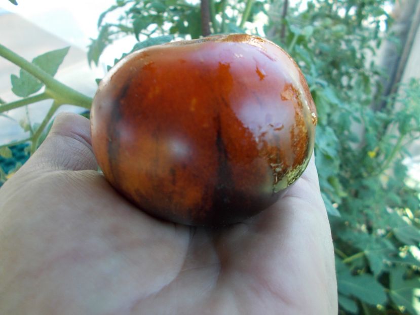  - SEMINTE ROSII - T 323 ANANAS BLEUE LIGNEE