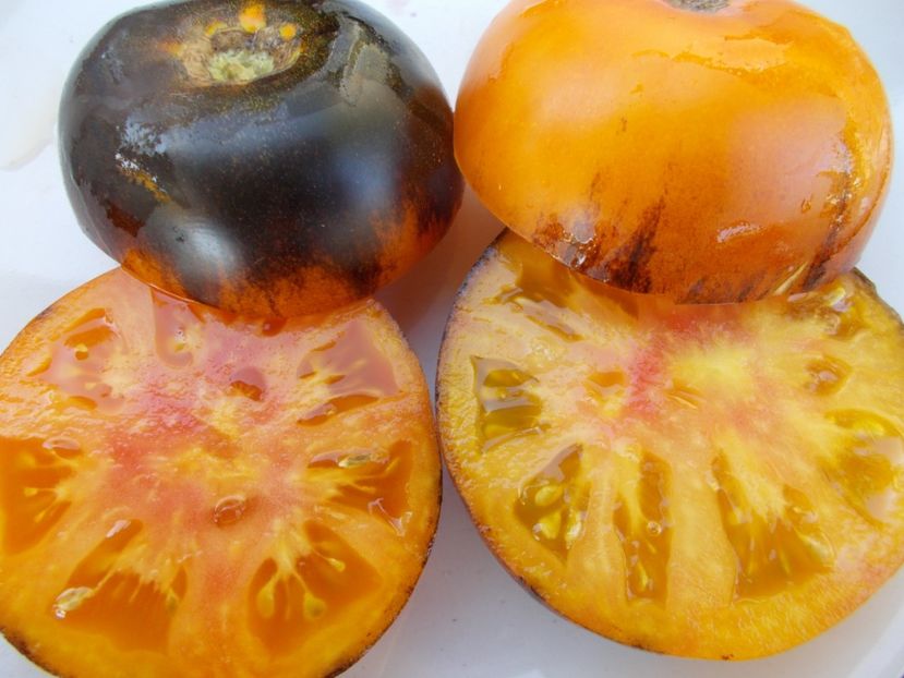  - SEMINTE ROSII - T 323 ANANAS BLEUE LIGNEE