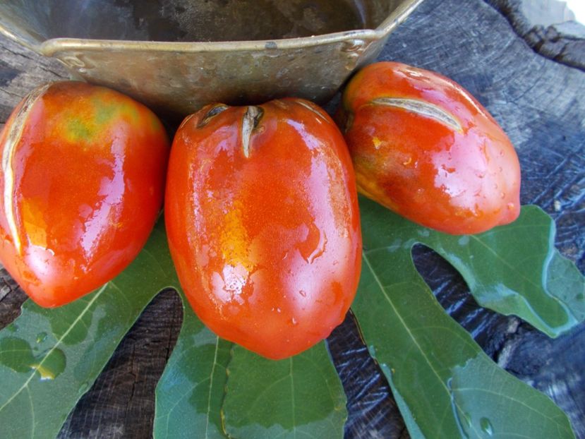  - SEMINTE ROSII - T 354 OSU BLONDE AVEC TETONS