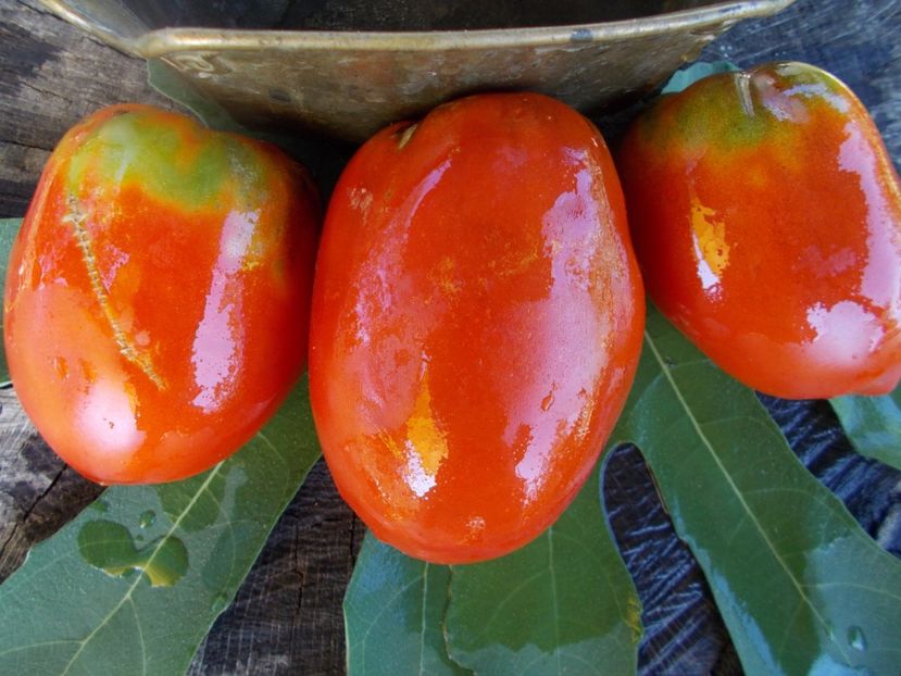  - SEMINTE ROSII - T 354 OSU BLONDE AVEC TETONS