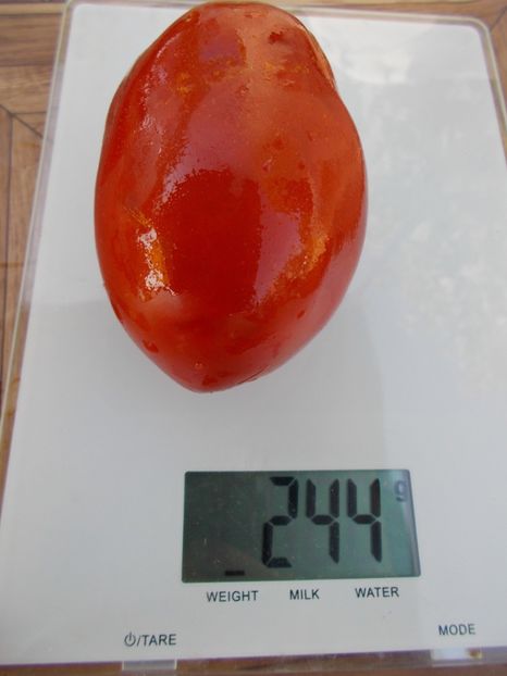  - SEMINTE ROSII - T 354 OSU BLONDE AVEC TETONS