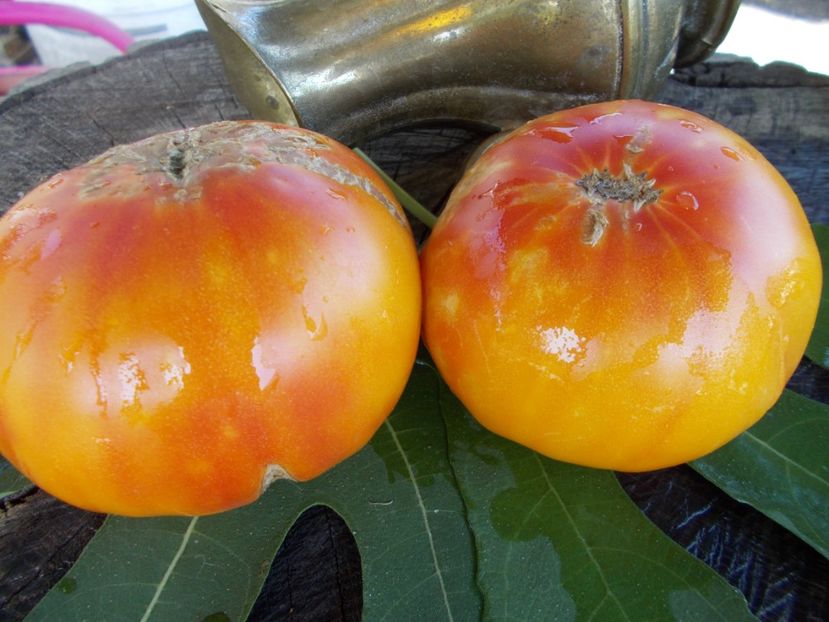  - SEMINTE ROSII - T 330 MORTGAGE LIFTER BICOLOR