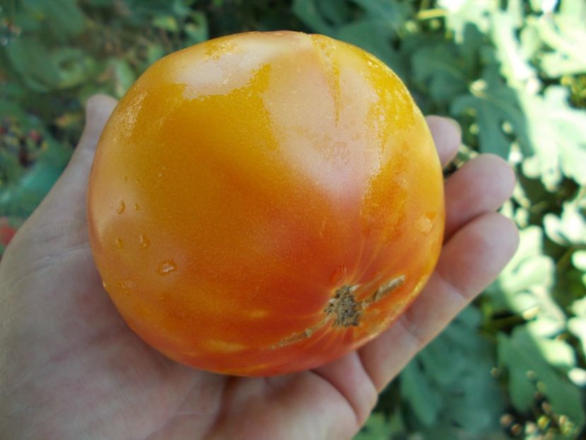  - SEMINTE ROSII - T 330 MORTGAGE LIFTER BICOLOR