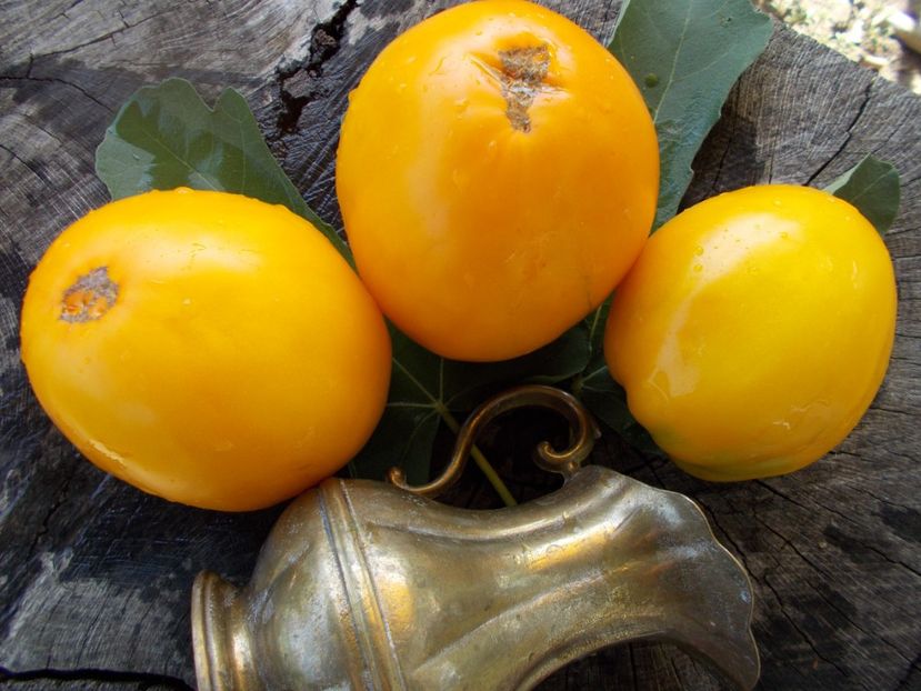  - SEMINTE ROSII - T 395 YOUR MAJESTY - VASHE VELICHESTVO