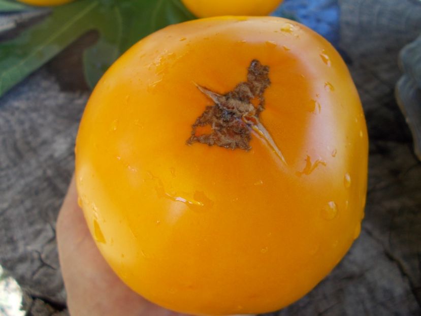  - SEMINTE ROSII - T 395 YOUR MAJESTY - VASHE VELICHESTVO