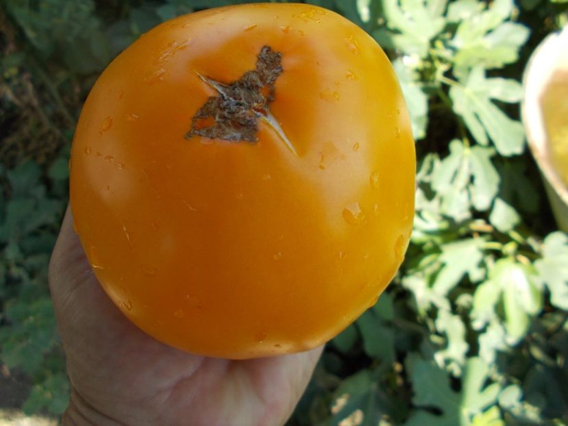  - SEMINTE ROSII - T 395 YOUR MAJESTY - VASHE VELICHESTVO