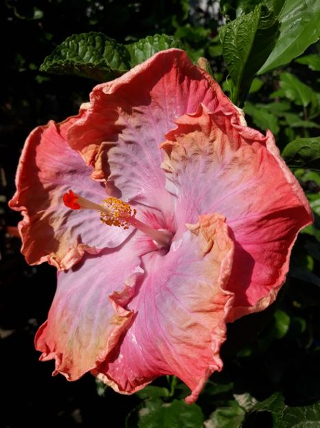 1 septembrie 2019 - Creole Lady