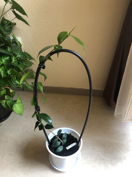 3696EF4D-2607-4D33-904D-EE41DC460E70 - Odorata