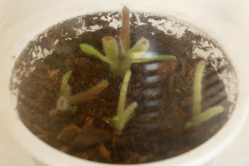 31.08.19 - 2 Inradacinare tija florala