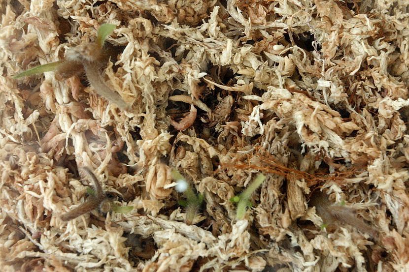 31.08.19 - 2 Inradacinare tija florala