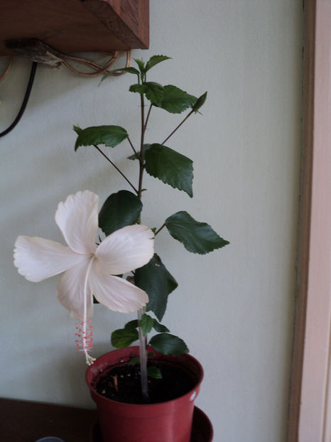 Madalina - Dainty white - Fiji ?