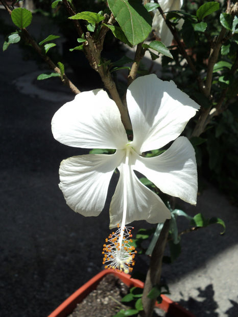 poze 2015 245 - Dainty white - Fiji ?