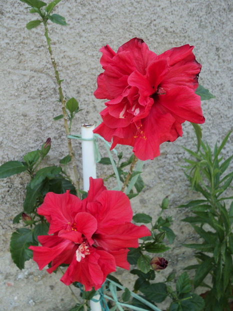 poze 2015 275 - Rosu