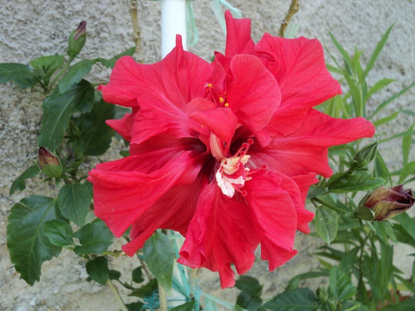 poze 2015 276 - Rosu