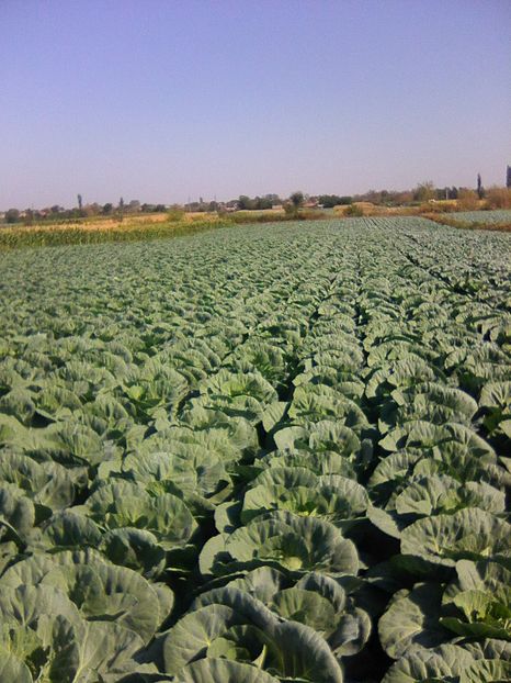 Photo0071 - legumicultura --ocupatia mea