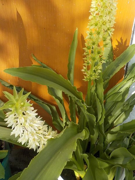  - eucomis