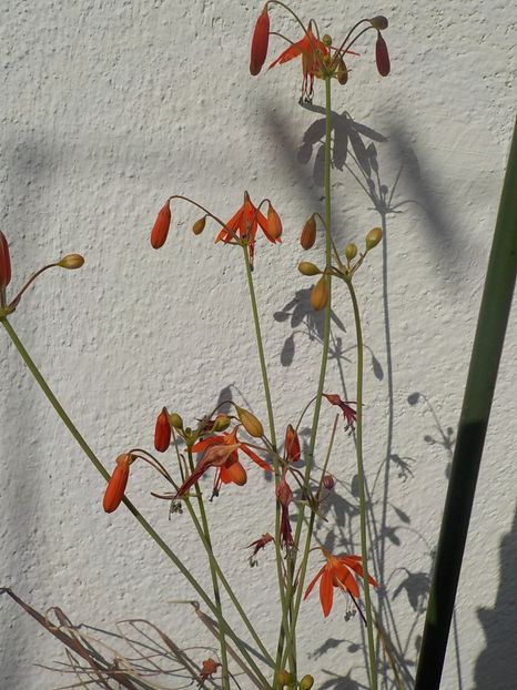  - bessera elegans