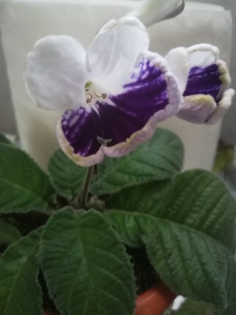 Harlequin Saphire - A-Flori 2019