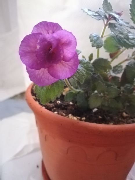 Tropical Dusk - A-Flori 2019