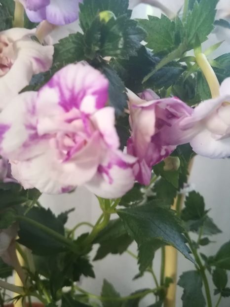 Queen of Lace - A-Flori 2019