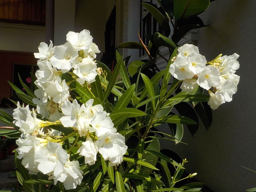  - mont blanc leandru nr 22