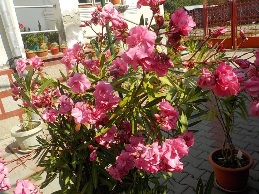  - roseum plenum 21