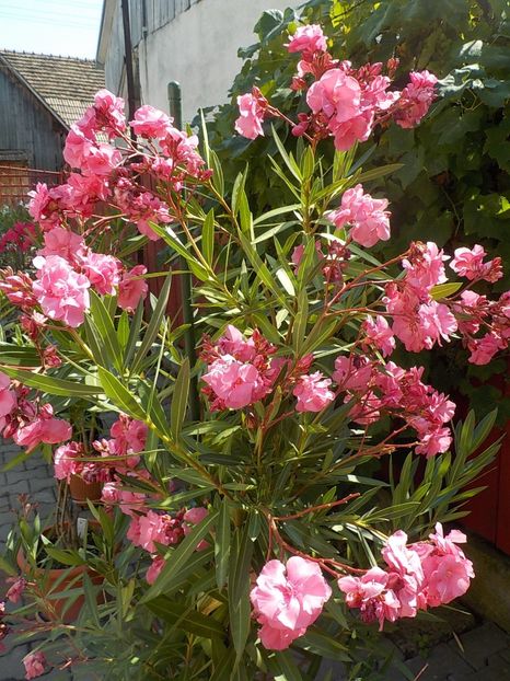 - roseum plenum 21