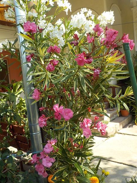  - variegat nr 24
