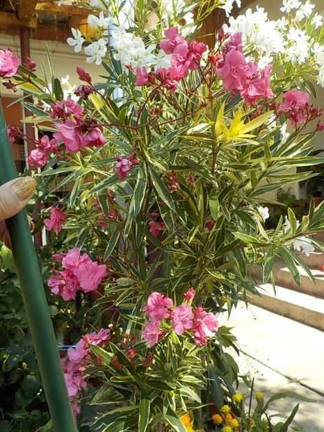  - variegat nr 24