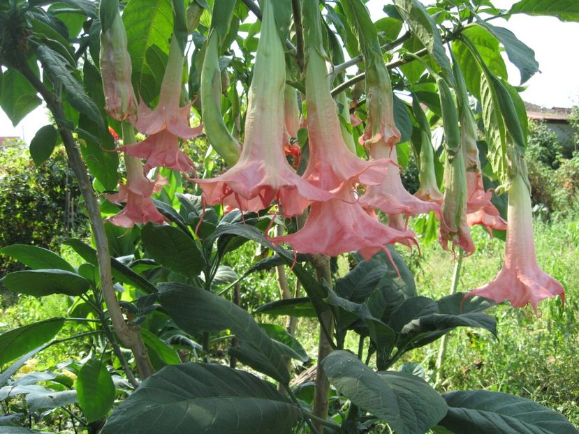  - Brugmansia si datura