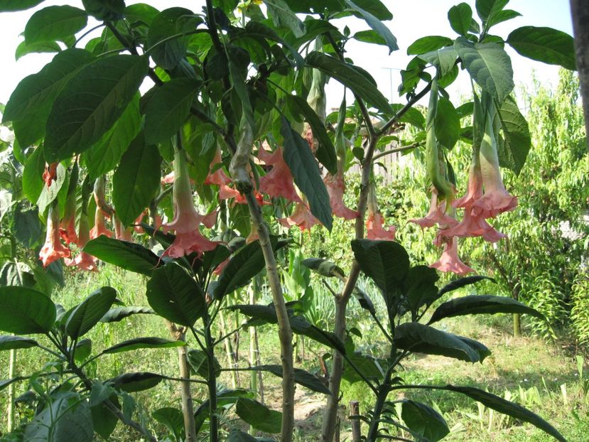  - Brugmansia si datura