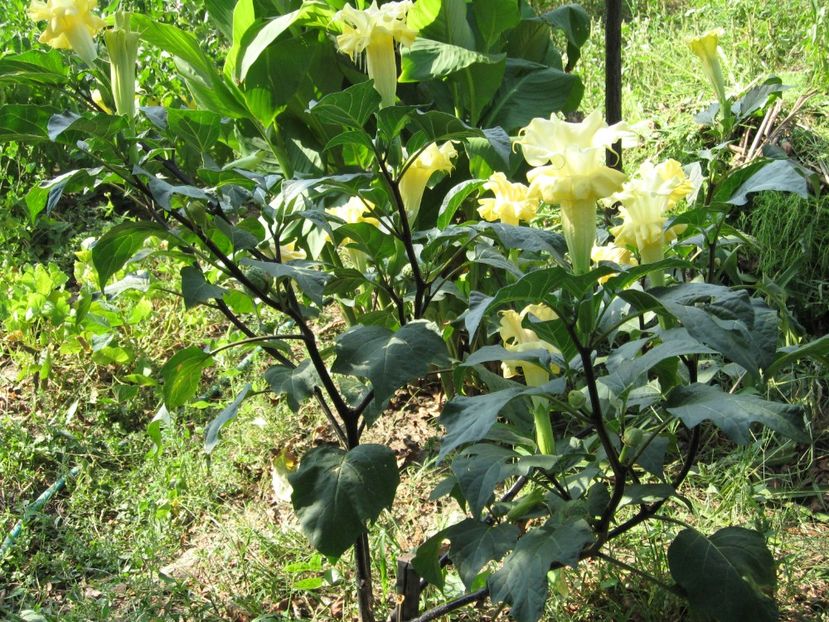  - Brugmansia si datura