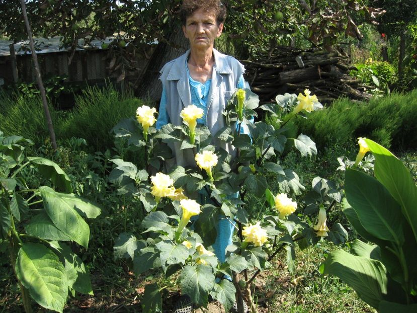  - Brugmansia si datura