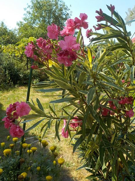  - variegat nr 24